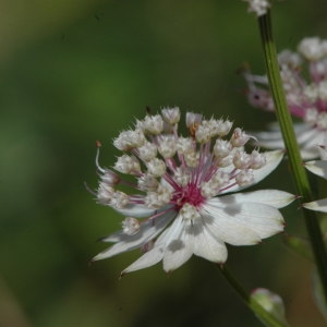 Photographie n°220695 du taxon Astrantia major sensu H.J.Coste [1902]