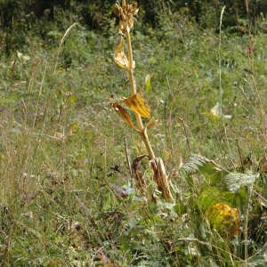 Photographie n°220709 du taxon Gentiana lutea L. [1753]