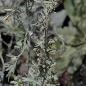 Photographie n°220734 du taxon Artemisia absinthium L. [1753]