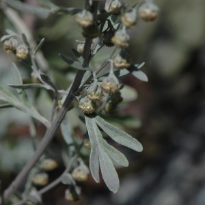 Photographie n°220736 du taxon Artemisia absinthium L. [1753]