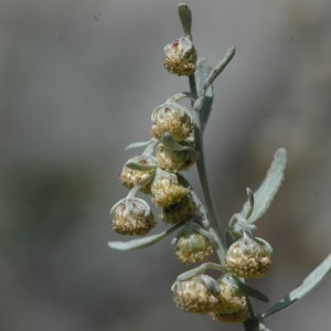 Photographie n°220737 du taxon Artemisia absinthium L. [1753]
