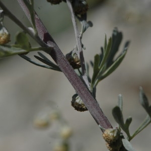 Photographie n°220738 du taxon Artemisia absinthium L. [1753]