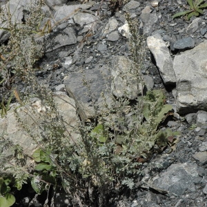 Photographie n°220739 du taxon Artemisia absinthium L. [1753]