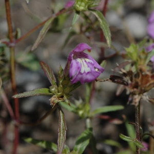 Photographie n°220743 du taxon Galeopsis angustifolia Ehrh. ex Hoffm. [1804]