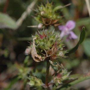 Photographie n°220744 du taxon Galeopsis angustifolia Ehrh. ex Hoffm. [1804]