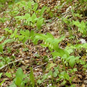 Photographie n°220754 du taxon Polygonatum odoratum (Mill.) Druce