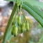  Jean-Claude Calais - Polygonatum verticillatum (L.) All.