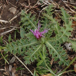 Photographie n°220759 du taxon Cirsium acaulon (L.) Scop. [1769]