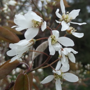 Photographie n°220768 du taxon Amelanchier ovalis subsp. ovalis