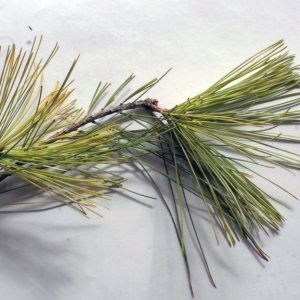 Pinus strobus L. (Pin blanc)