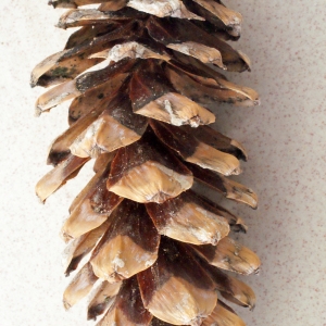 Photographie n°220809 du taxon Pinus strobus L. [1753]