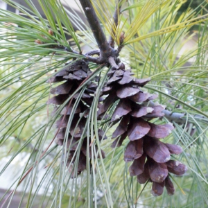 Photographie n°220811 du taxon Pinus strobus L. [1753]