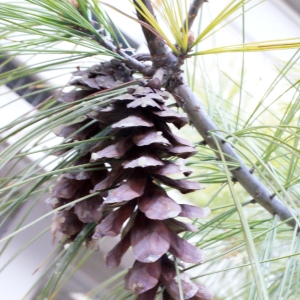 Photographie n°220812 du taxon Pinus strobus L. [1753]