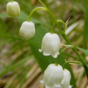 Convallaria fragrans Salisb. (Muguet)