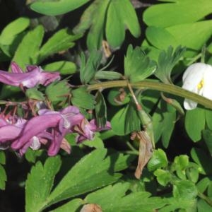 Photographie n°220848 du taxon Corydalis solida (L.) Clairv. [1811]