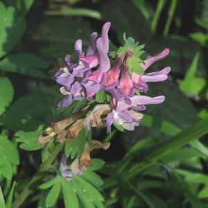 Photographie n°220850 du taxon Corydalis solida (L.) Clairv. [1811]