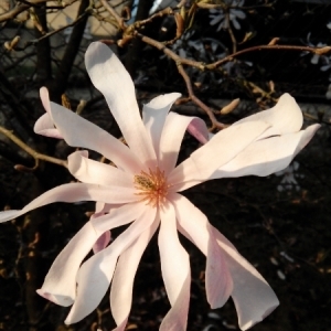 Photographie n°220870 du taxon Magnolia stellata (Siebold & Zucc.) Maxim. [1872]