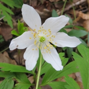 Photographie n°220872 du taxon Anemone nemorosa L. [1753]