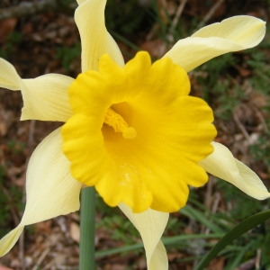 Photographie n°220890 du taxon Narcissus pseudonarcissus L.