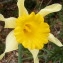  Jean-Claude Calais - Narcissus pseudonarcissus L.