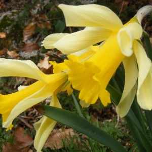 Photographie n°220891 du taxon Narcissus pseudonarcissus L.