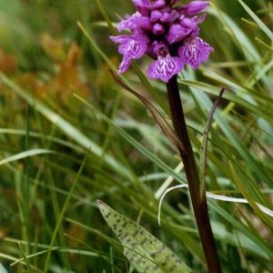 Photographie n°220895 du taxon Dactylorhiza majalis (Rchb.) P.F.Hunt & Summerh. [1965]