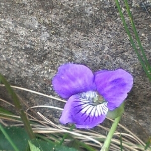 Photographie n°220937 du taxon Viola riviniana Rchb. [1823]