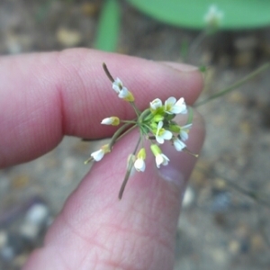 Photographie n°220940 du taxon Arabidopsis thaliana (L.) Heynh. [1842]