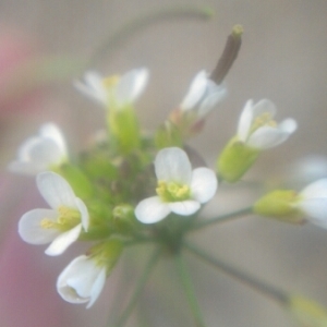 Photographie n°220941 du taxon Arabidopsis thaliana (L.) Heynh. [1842]