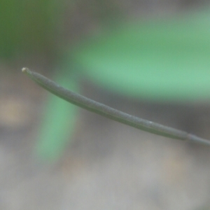 Photographie n°220942 du taxon Arabidopsis thaliana (L.) Heynh. [1842]