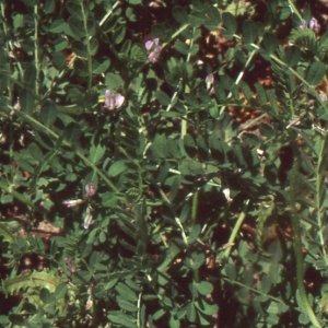 Photographie n°220943 du taxon Astragalus pelecinus (L.) Barneby [1964]