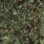  Liliane Roubaudi - Astragalus pelecinus (L.) Barneby [1964]
