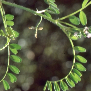 Photographie n°220944 du taxon Astragalus pelecinus (L.) Barneby [1964]