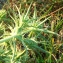  Bernard Andrieu - Eryngium campestre L.