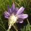  Bernard Andrieu - Catananche caerulea L. [1753]