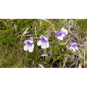 Pinguicula arvetii P.A.Genty (Grassette d'Arvet-Touvet)