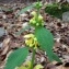   - Lamium galeobdolon (L.) L.