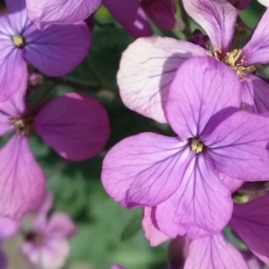 Photographie n°221007 du taxon Lunaria annua L.