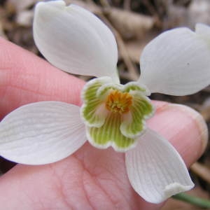 Photographie n°221009 du taxon Galanthus nivalis L.