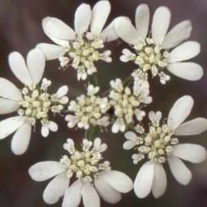 Photographie n°221014 du taxon Orlaya grandiflora (L.) Hoffm. [1814]