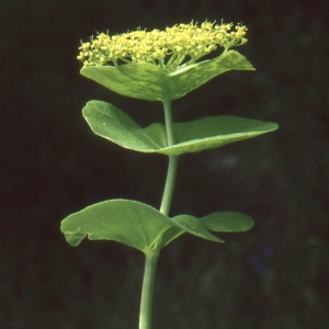 Photographie n°221015 du taxon Smyrnium perfoliatum L. [1753]