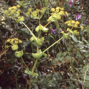 Photographie n°221016 du taxon Smyrnium perfoliatum L. [1753]