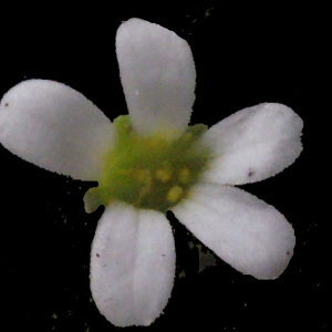 Photographie n°221051 du taxon Saxifraga tridactylites L. [1753]