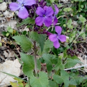 Photographie n°221065 du taxon Lunaria annua L.