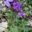   - Lunaria annua L.