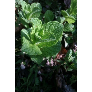 Mentha ×piperita L. (Menthe poivrée)