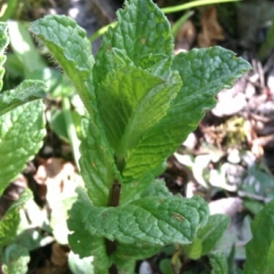 Photographie n°221133 du taxon Mentha odorata Sole [1798]