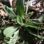  Pauline Guillaumeau - Plantago lanceolata L. [1753]