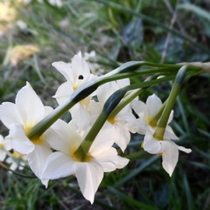 Photographie n°221158 du taxon Narcissus tazetta L. [1753]