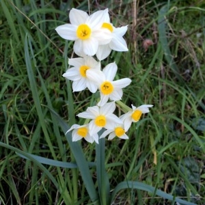 Photographie n°221159 du taxon Narcissus tazetta L. [1753]